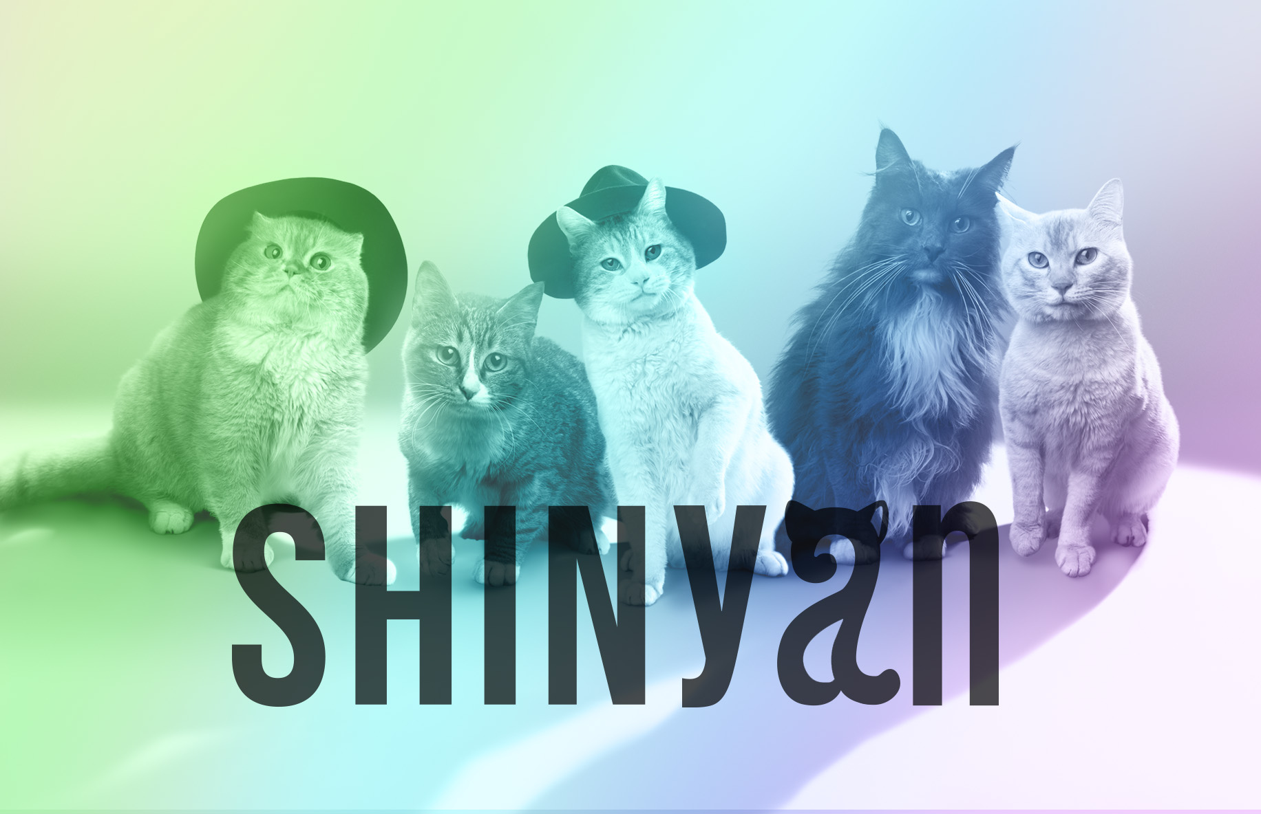 業界初 猫5匹によるshineeのコピーグループshinyanが本日 21日 デビュー Kstyle