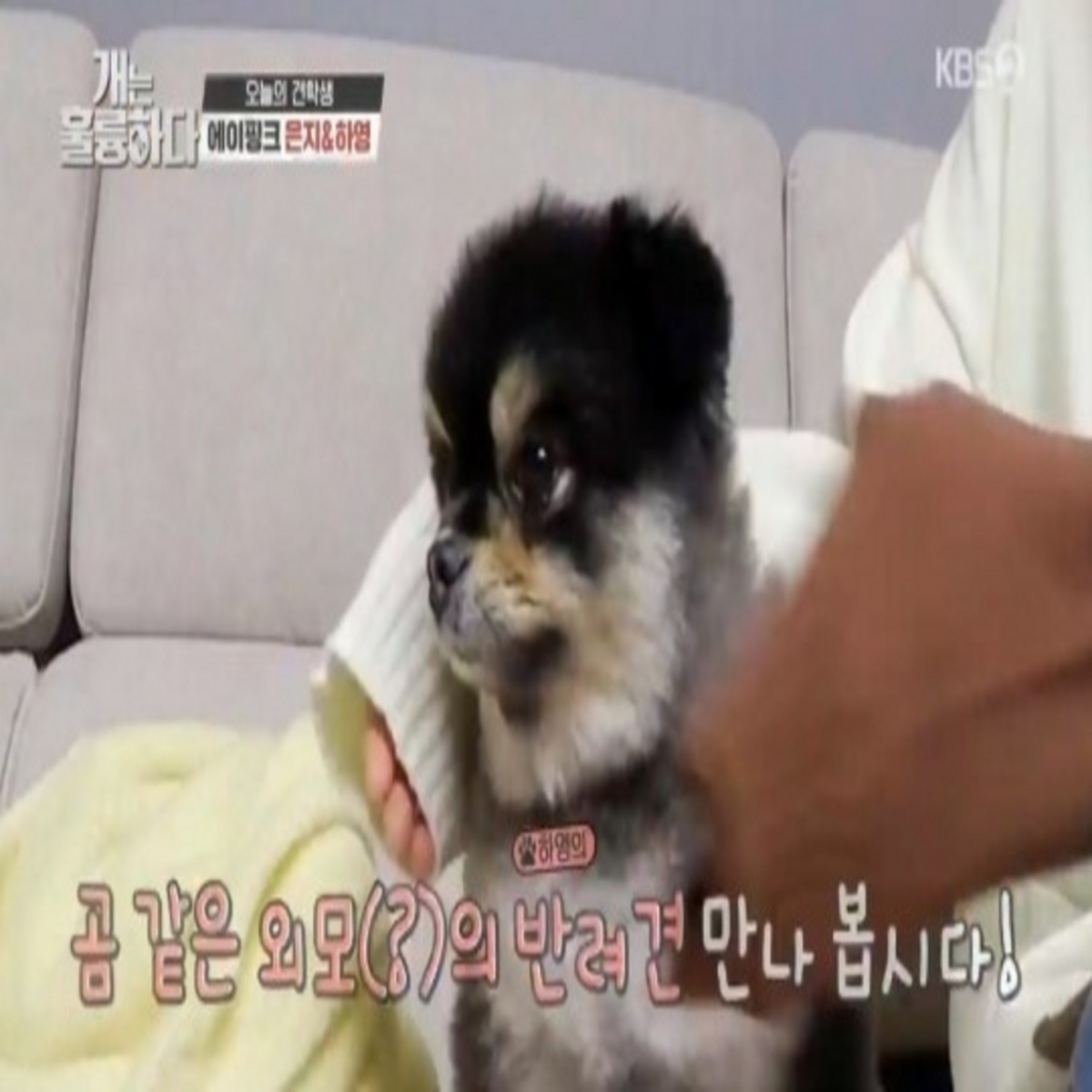 Apink オ ハヨン ぽっちゃりな愛犬の体重管理について 目を見るとつい 動画あり Kstyle
