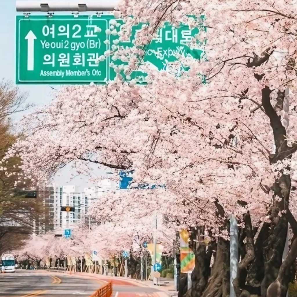 韓国もいよいよ桜が満開に！ソウルでお花見を楽しむ人気スポット7選
