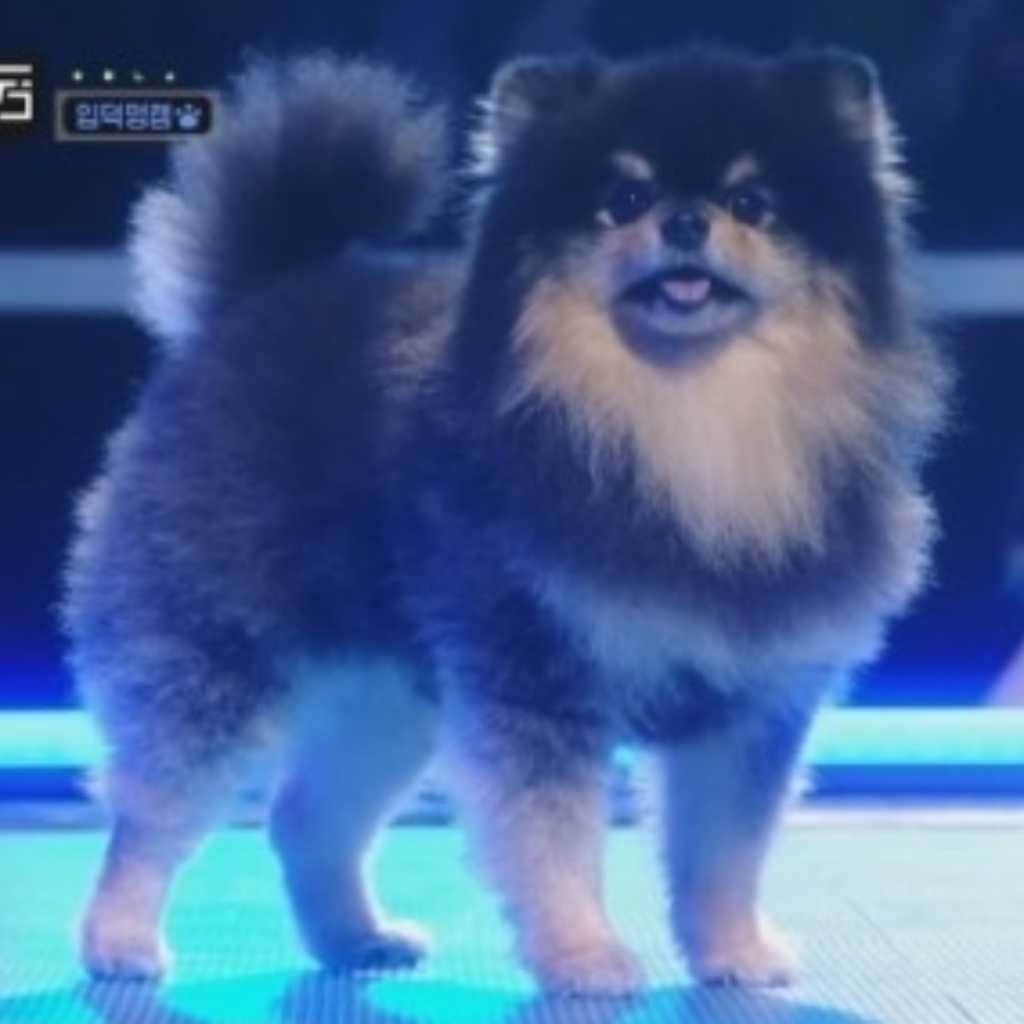 BTSのVの愛犬ヨンタン、待望の“チッケム”が大反響…可愛すぎるデビューステージに悶絶（動画あり）