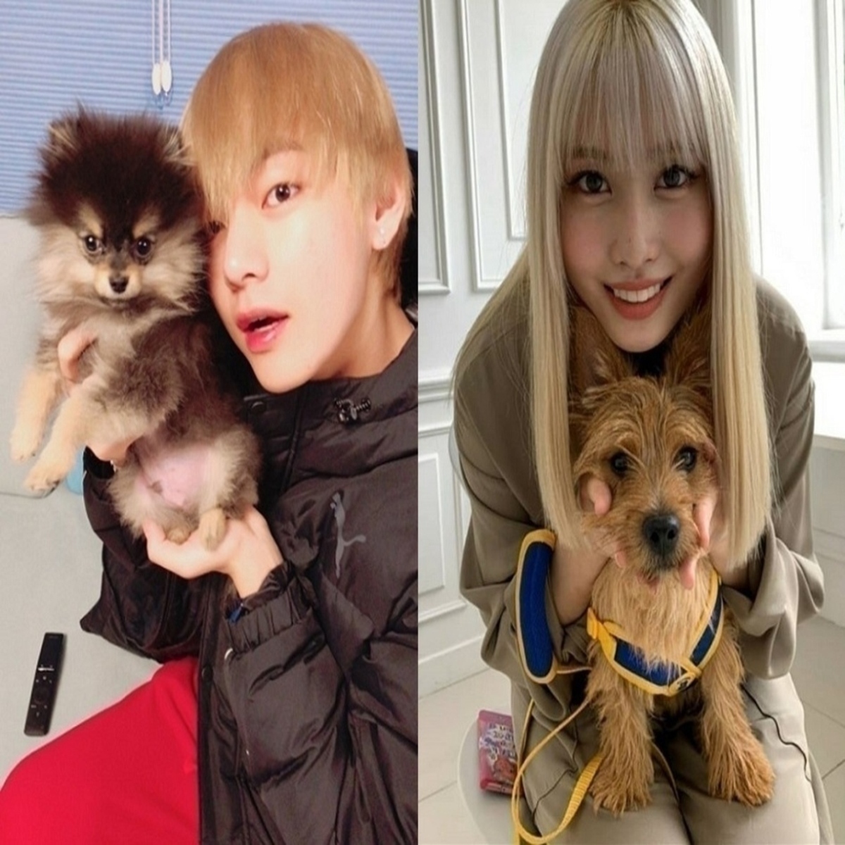 可愛さに夢中 Bts 防弾少年団 Vからtwice モモまで 話題を集めたスターたちの愛犬に注目 Kstyle