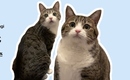 韓国ストリートブランド「LUVISTRUE」猫の日を迎えアイドル猫デュオ・すずめとうなぎと待望のコラボ！60％にて限定販売
