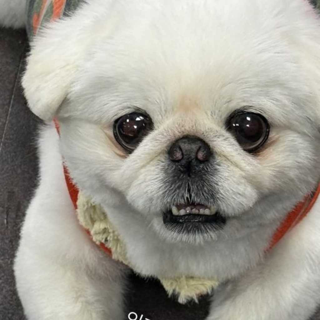 ASTRO チャウヌが恋しい？除隊を待ちわびる姿に胸キュン…カン・イェウォンの愛犬が話題に